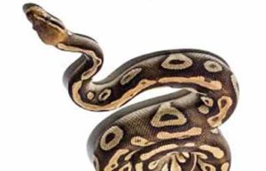 программирование для детей на Python